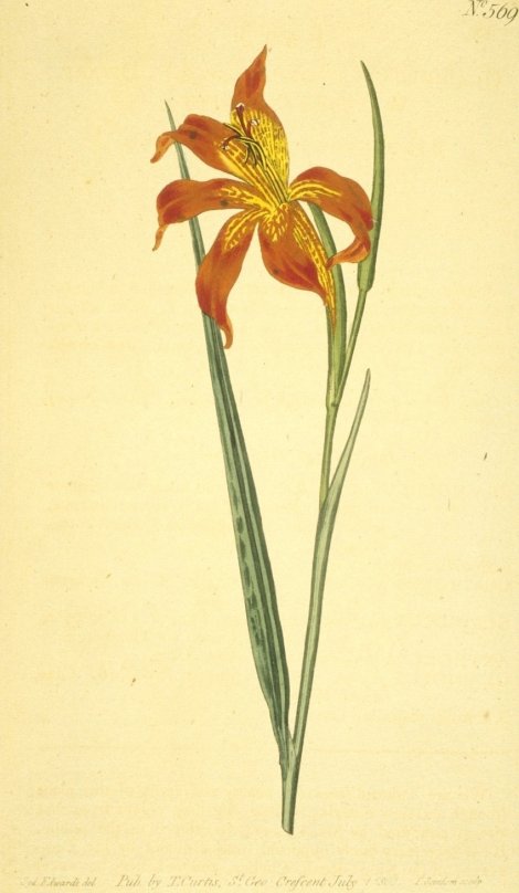 Gladiolus watsonius - Curtis's Botanical