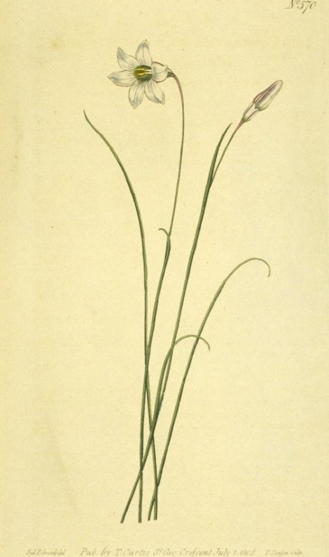 Ixia linearis - Curtis's Botanical