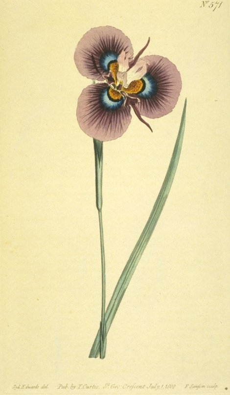 Moraea villosa - Curtis's Botanical