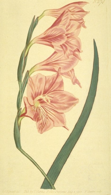 Gladiolus hirsutus - Curtis's Botanical