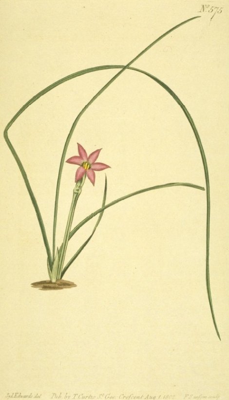 Romulea longifolia - Curtis's Botanical