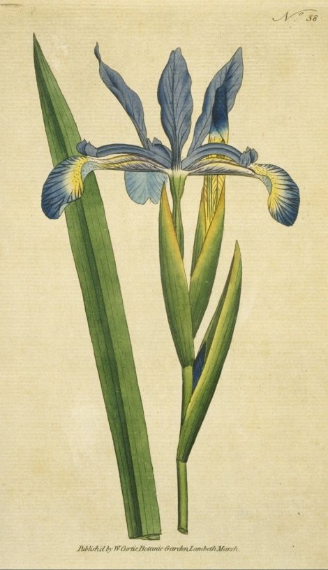 Iris spuria - Curtis's Botanical