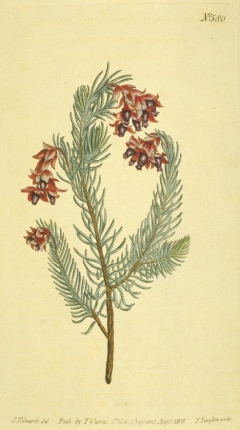 Erica glauca - Curtis's Botanical