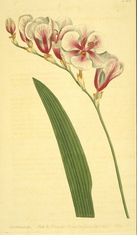 Tritonia squalida - Curtis's Botanical
