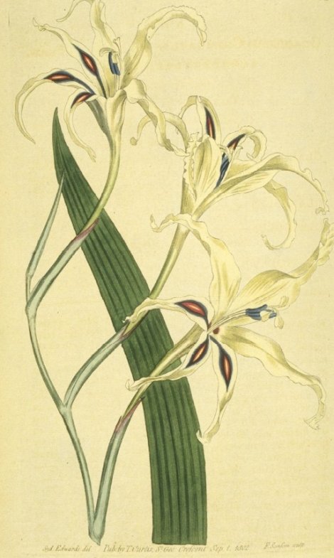 Gladiolus cuspidatus - Curtis's Botanical