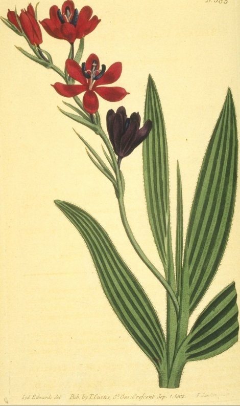 Babiana stricta - Curtis's Botanical