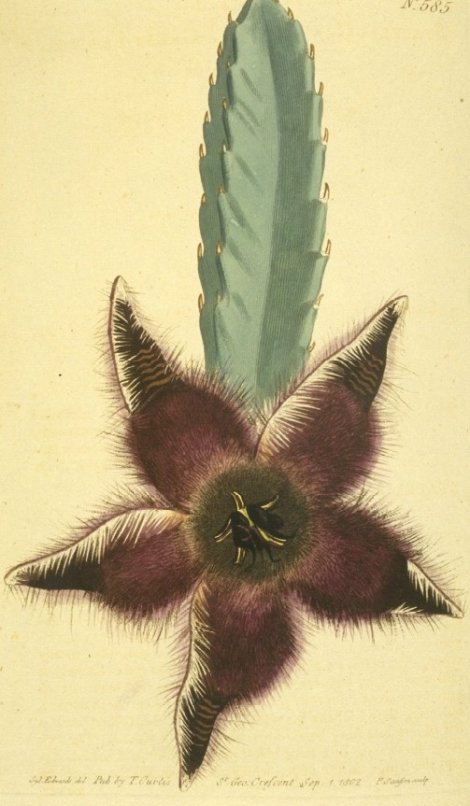 Stapelia grandiflora - Curtis's Botanical