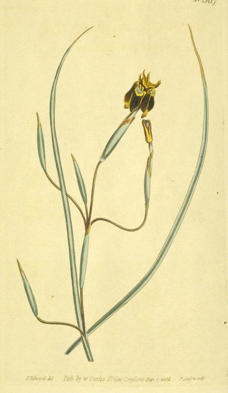 Moraea viscaria - Curtis's Botanical