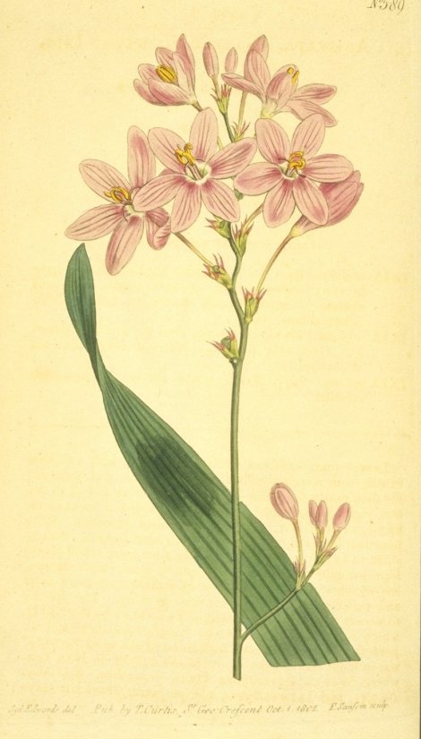 Ixia Campanulata - Curtis's Botanical