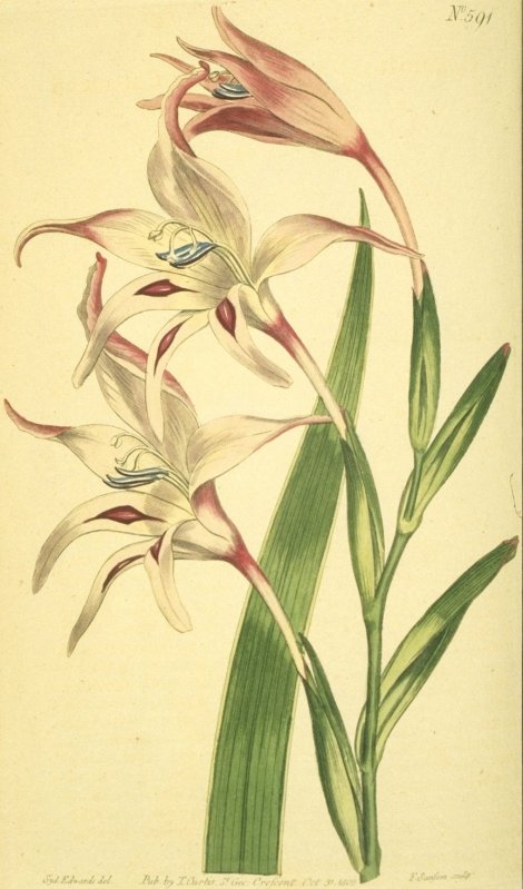 Gladiolus carneus - Curtis's Botanical