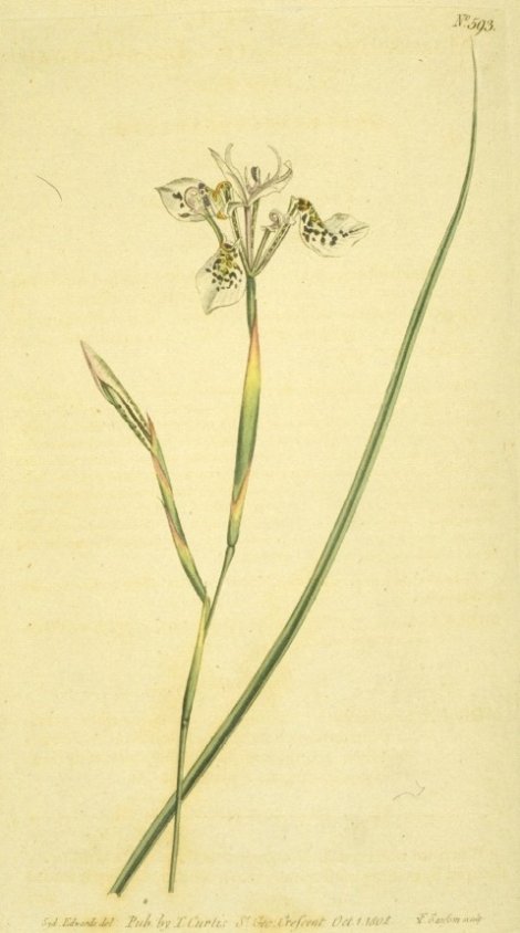 Moraea unguiculata - Curtis's Botanical