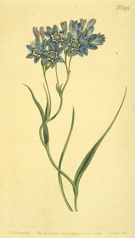 Lapeirousia corymbosa - Curtis's Botanical
