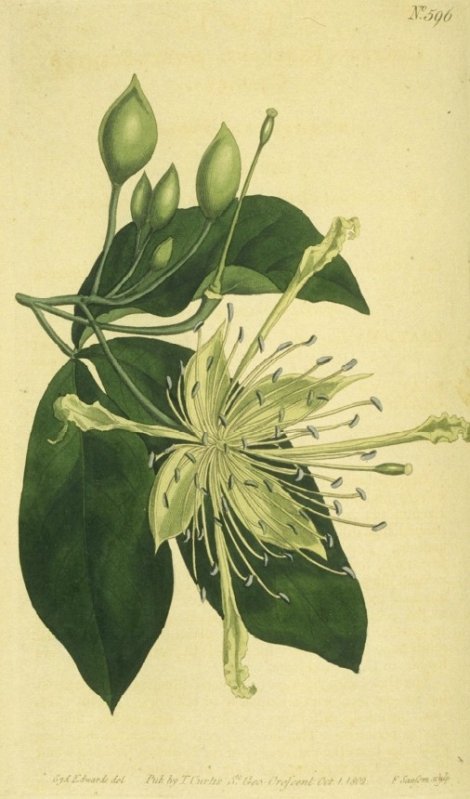 Crataeva capparoies - Curtis's Botanical