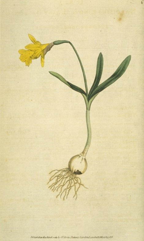 Narcissus minor - Curtis's Botanical