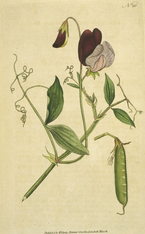 Lathyrus odoratus - Curtis's Botanical