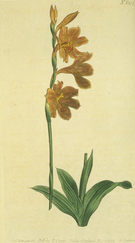 Watsonia iaccata - Curtis's Botanical