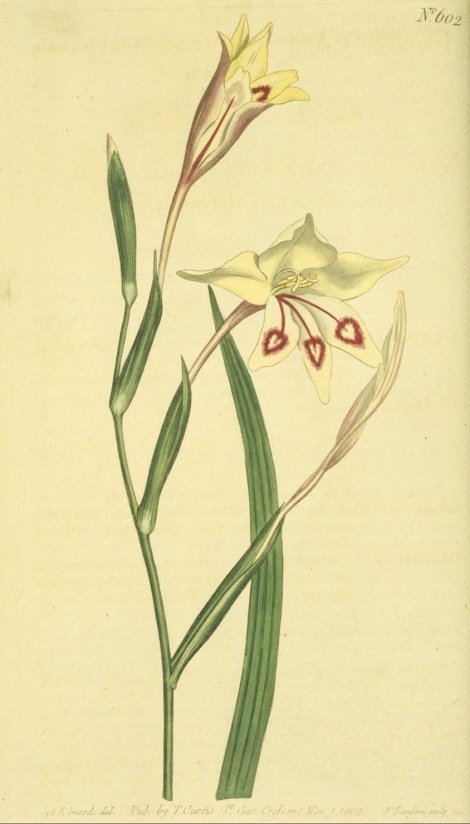 Gladiolus angustus - Curtis's Botanical