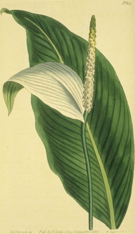 Spathiphyllum cannaefolium - Curtis's Botanical