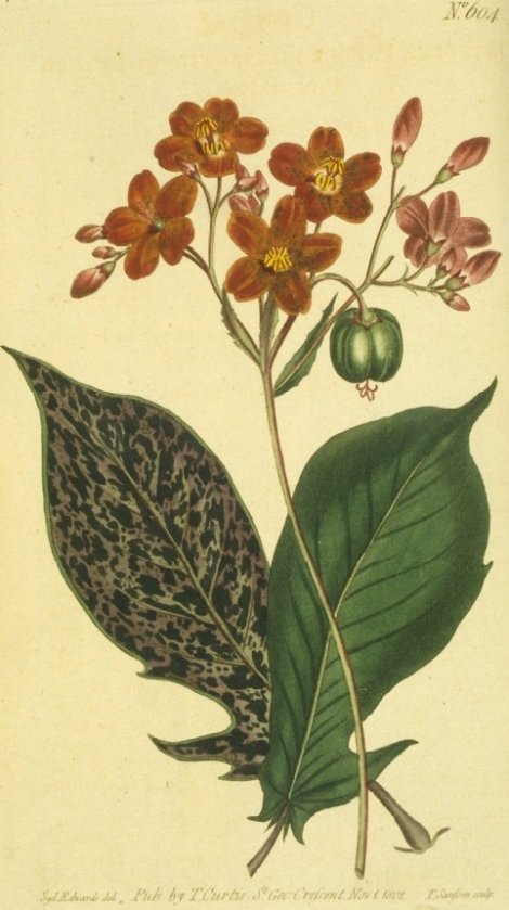 Jatropha integerrima - Curtis's Botanical
