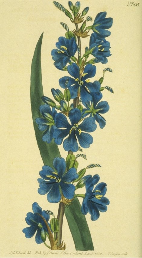 Aristea major - Curtis's Botanical