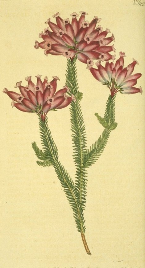 Erica doliiformis - Curtis's Botanical
