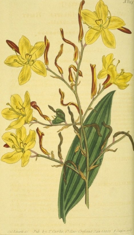 Wachendorfia paniculata hirsuta - Curtis's Botanical