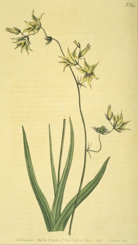 Melasphaerula graminea - Curtis's Botanical