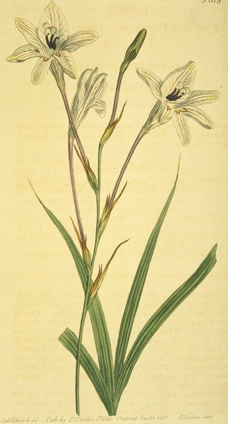 Acidanthera capensis - Curtis's Botanical
