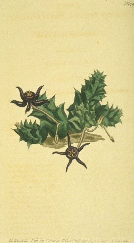 Duvilia Radiata - Curtis's Botanical