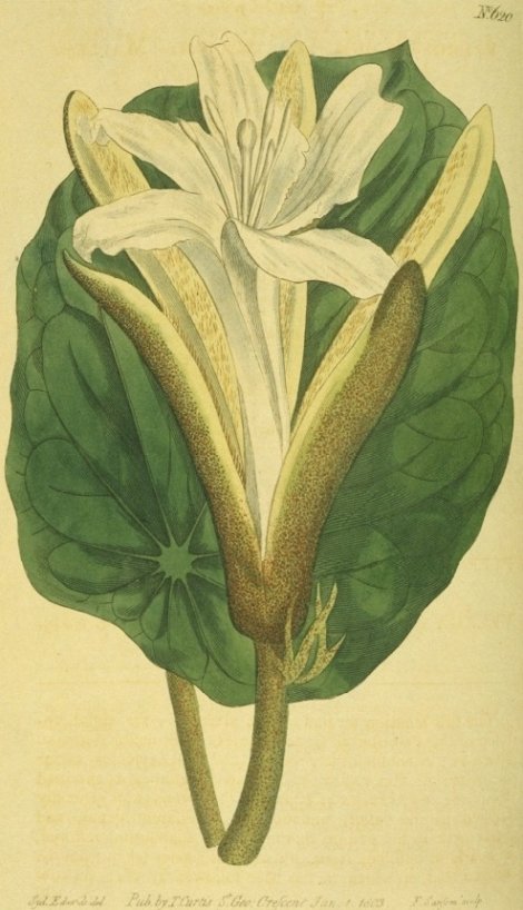 Pterospermum acerifolium - Curtis's Botanical