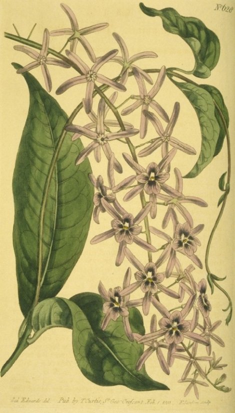Petrea volubilis - Curtis's Botanical