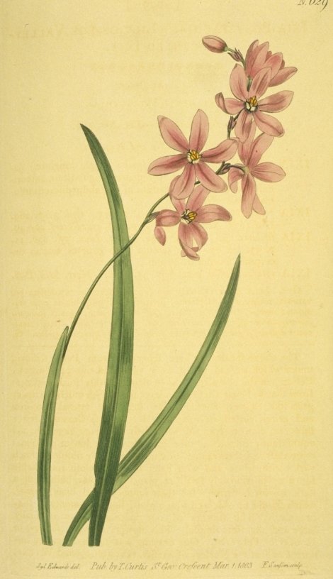 Ixia flexuosa - Curtis's Botanical