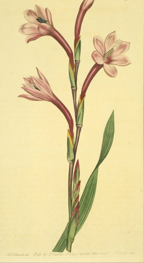 Watsonia humilis - Curtis's Botanical