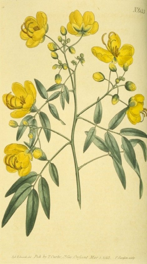 senna corymbosa - Curtis's Botanical