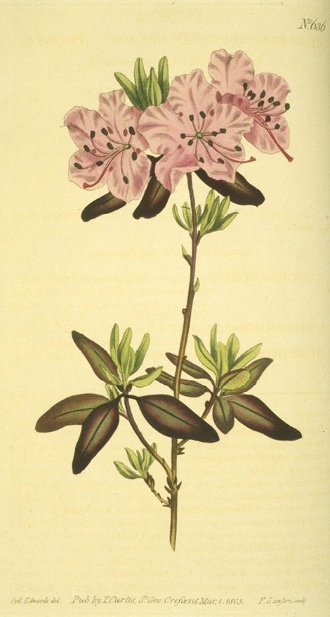 Rhododendron dauricum - Curtis's Botanical