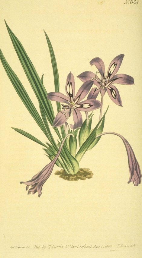 Babiana sambucina - Curtis's Botanical