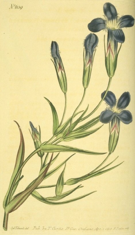 Gentianopsis detonsa - Curtis's Botanical