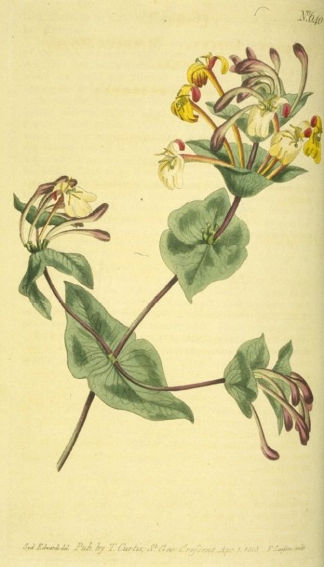 Lonicera implexa - Curtis's Botanical