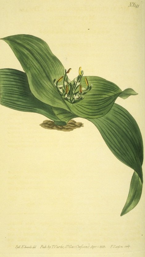 Androcymbium eucomoides - Curtis's Botanical