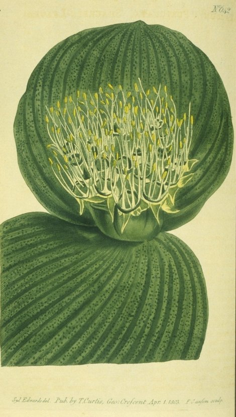 Massonia pustulata - Curtis's Botanical