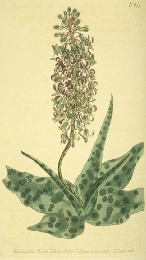 Scilla lanceaefolia - Curtis's Botanical