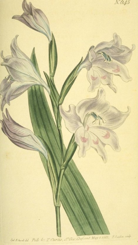 Gladiolus blandus carneus - Curtis's Botanical