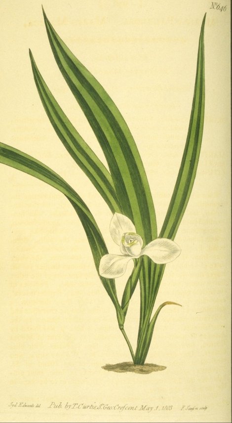 Cipura paludosa - Curtis's Botanical