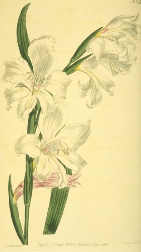 Gladiolus blandus albidus - Curtis's Botanical