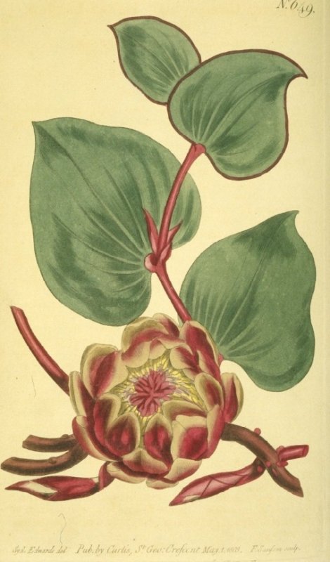 Protea cordata - Curtis's Botanical