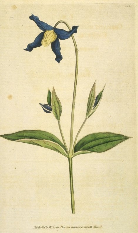 Clematis integrifolia - Curtis's Botanical