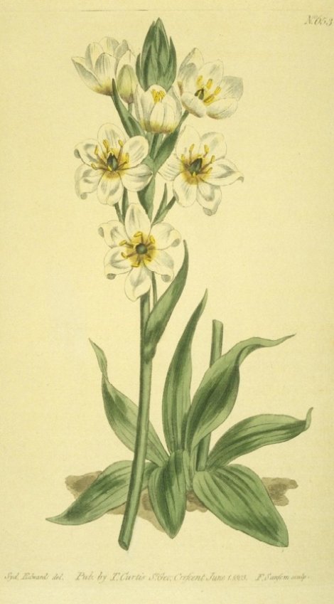 Ornithogalum revolutum - Curtis's Botanical