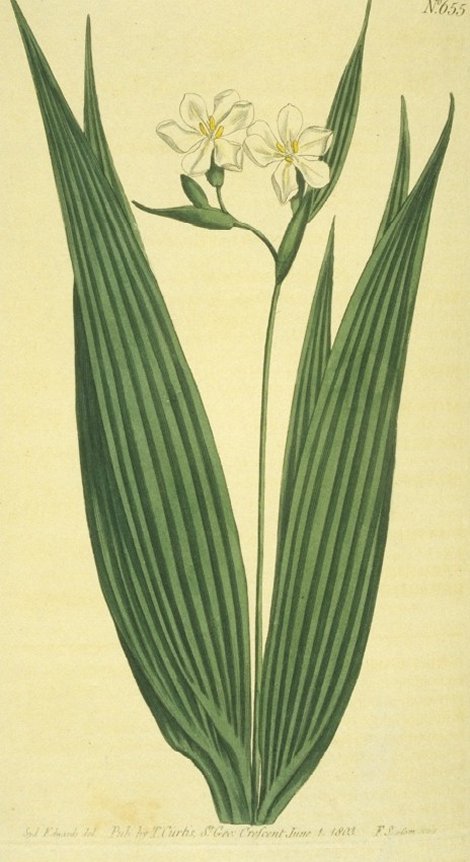 Eleutherine bulbosa - Curtis's Botanical