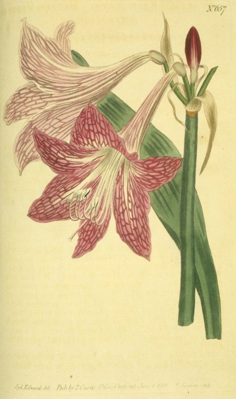 Hippeastrum reticulatum - Curtis's Botanical