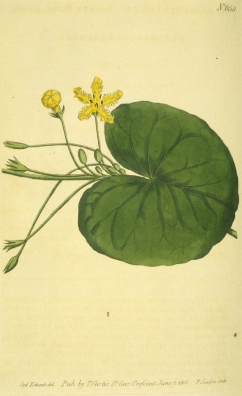 Limnanthemum thunbergianum - Curtis's Botanical